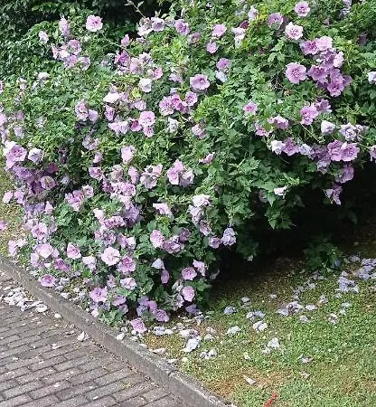 Per Voi-tre Minuti Dal דירה קומו